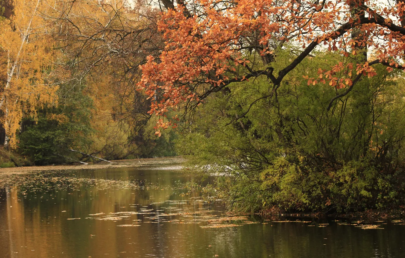 Photo wallpaper autumn, trees, river