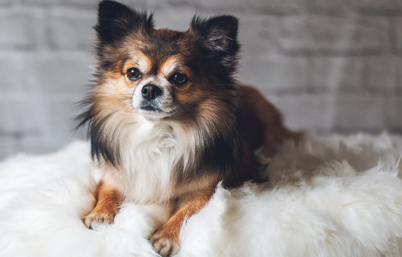 Photo wallpaper eyes, dog, fur, Chihuahua
