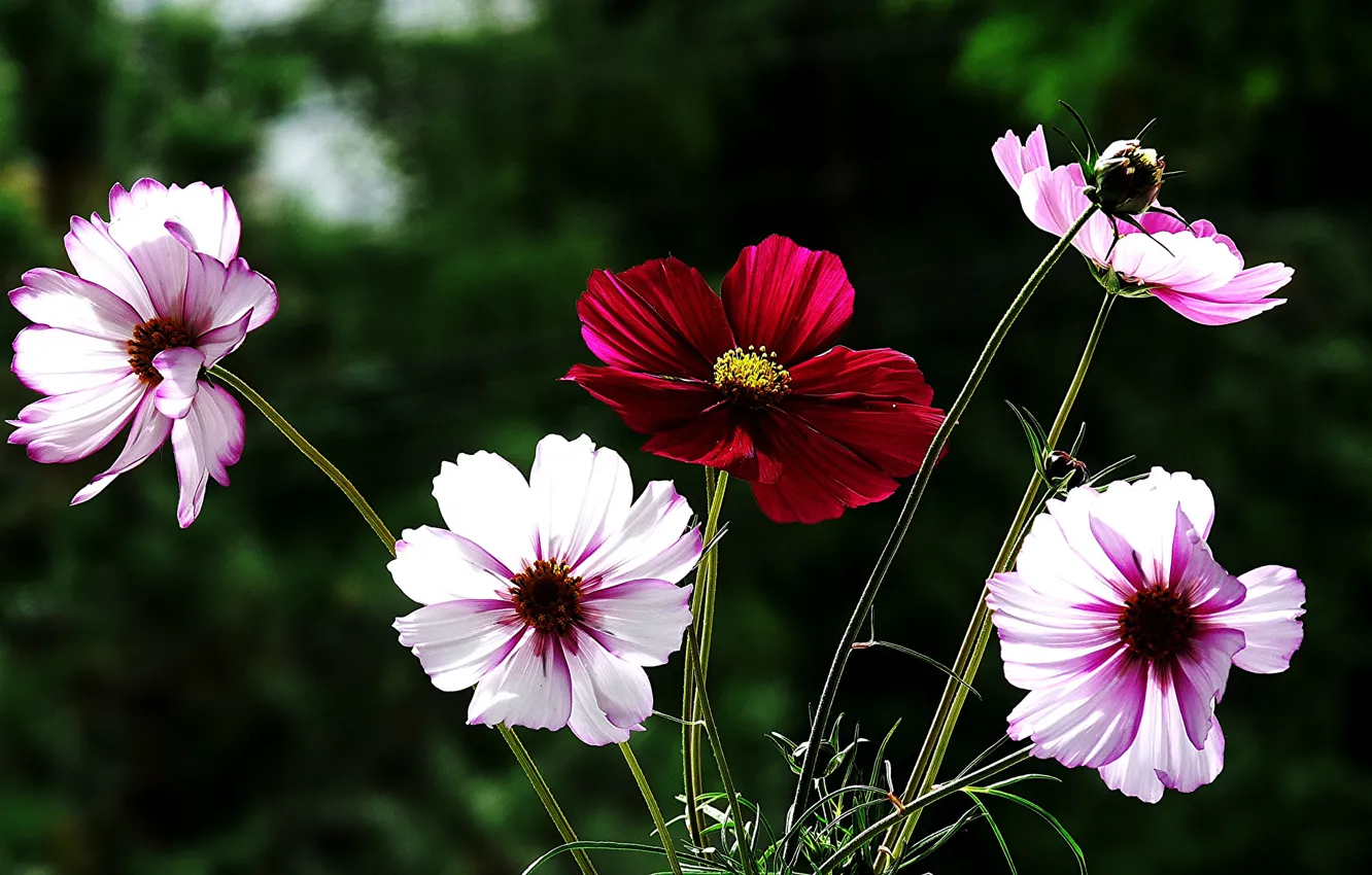 Photo wallpaper flowers, red, background, kosmeya, pink and white