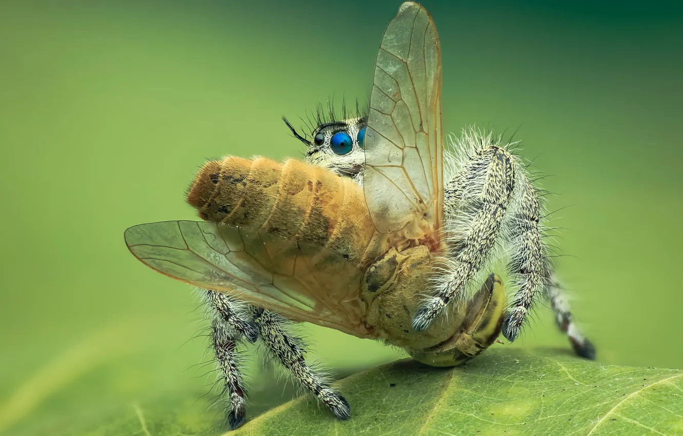 Photo wallpaper fly, background, spider