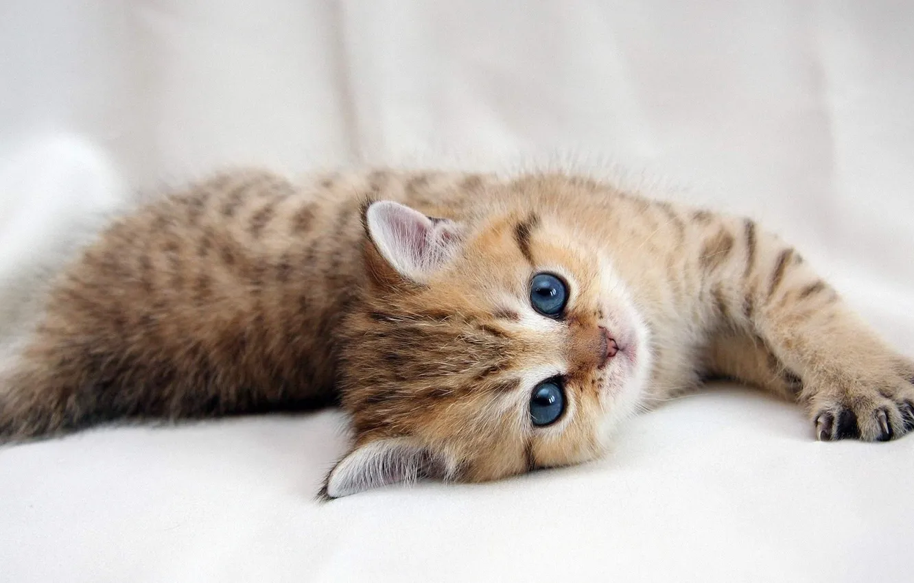 Photo wallpaper kitten, tabby, Laying on side