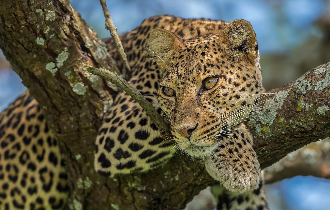 Photo wallpaper look, nature, pose, tree, leopard