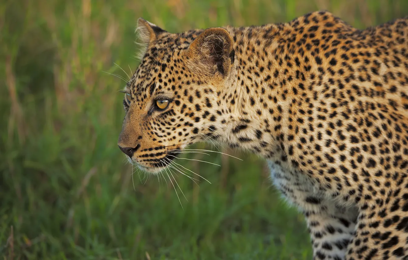 Photo wallpaper look, face, leopard, green background