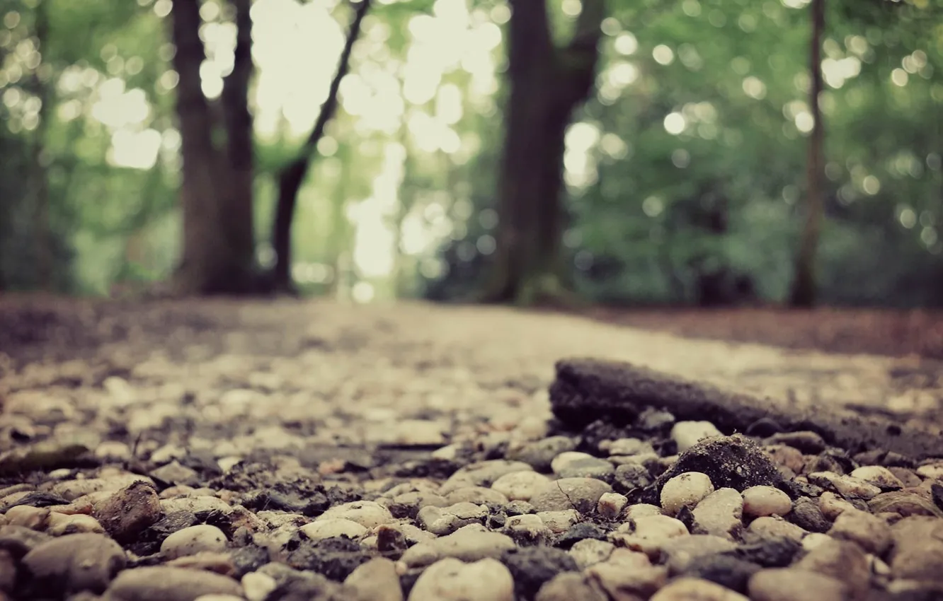 Photo wallpaper road, forest, nature, bokeh