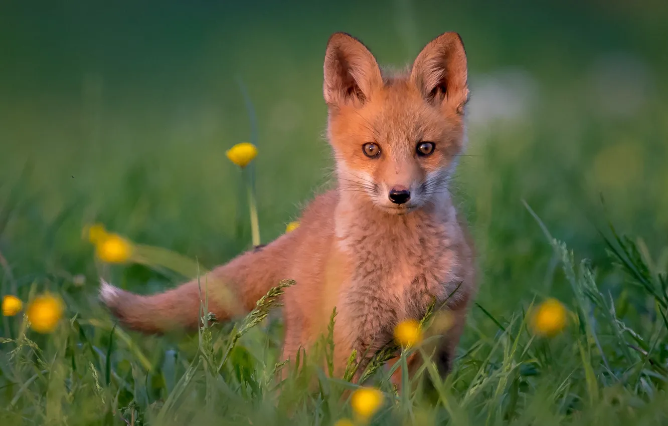 Photo wallpaper grass, look, red, cub, bokeh, Fox