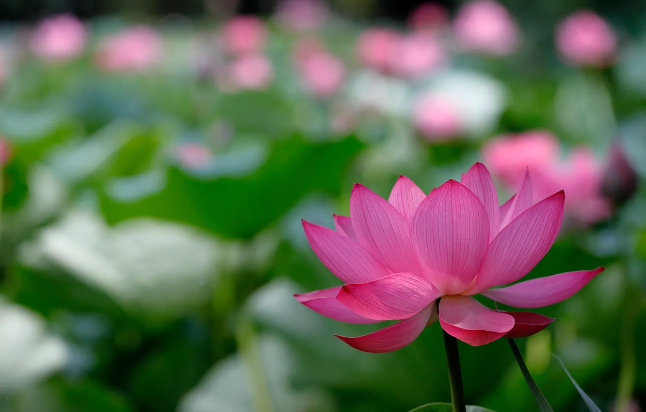 Photo wallpaper flower, nature, background, Lotus, bokeh, lotus flowers