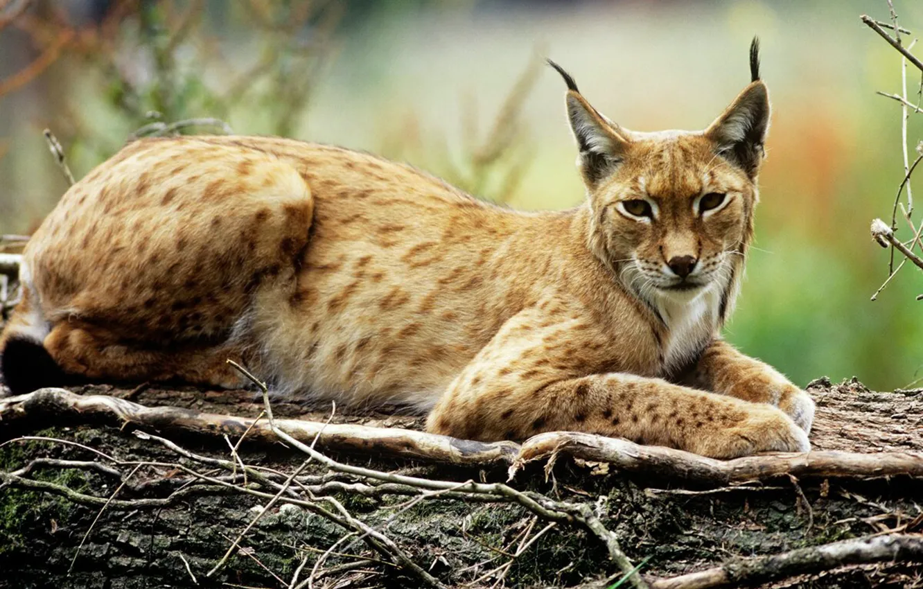 Photo wallpaper cat, animal, wildlife, Lynx