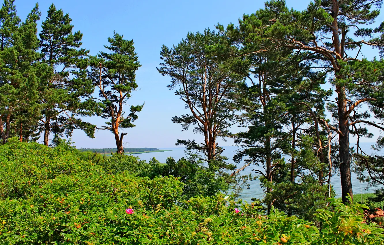 Photo wallpaper sea, the sky, trees, landscape, flowers, pine, Baltika, Lithuania