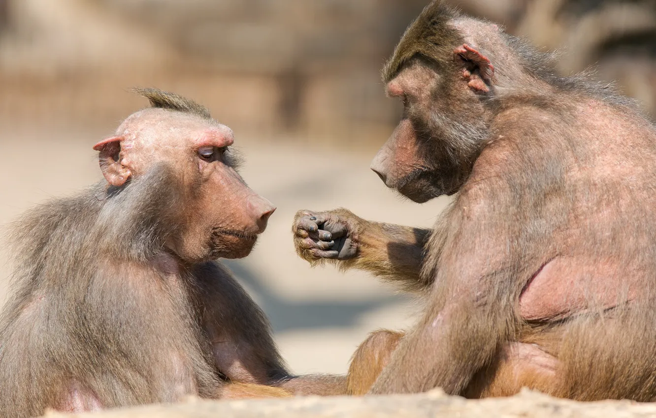 Photo wallpaper paper, stones, the game, monkey, zoo, scissors