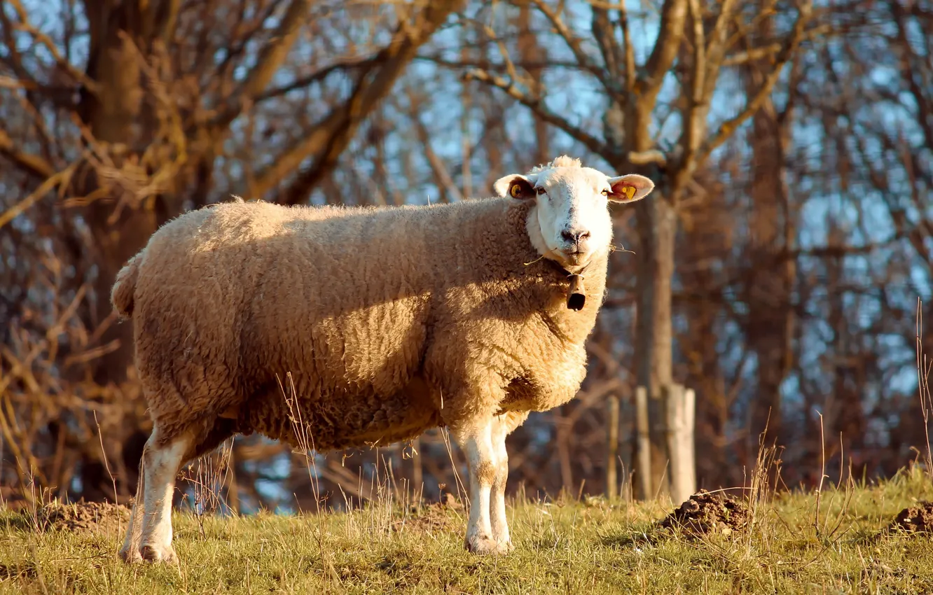 Photo wallpaper forest, light, branches, nature, sheep, sheep