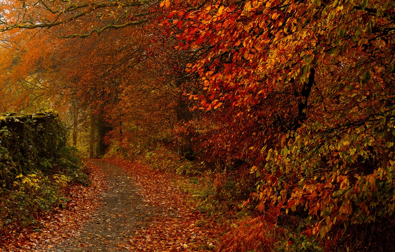Photo wallpaper autumn, leaves, trees, Park, path