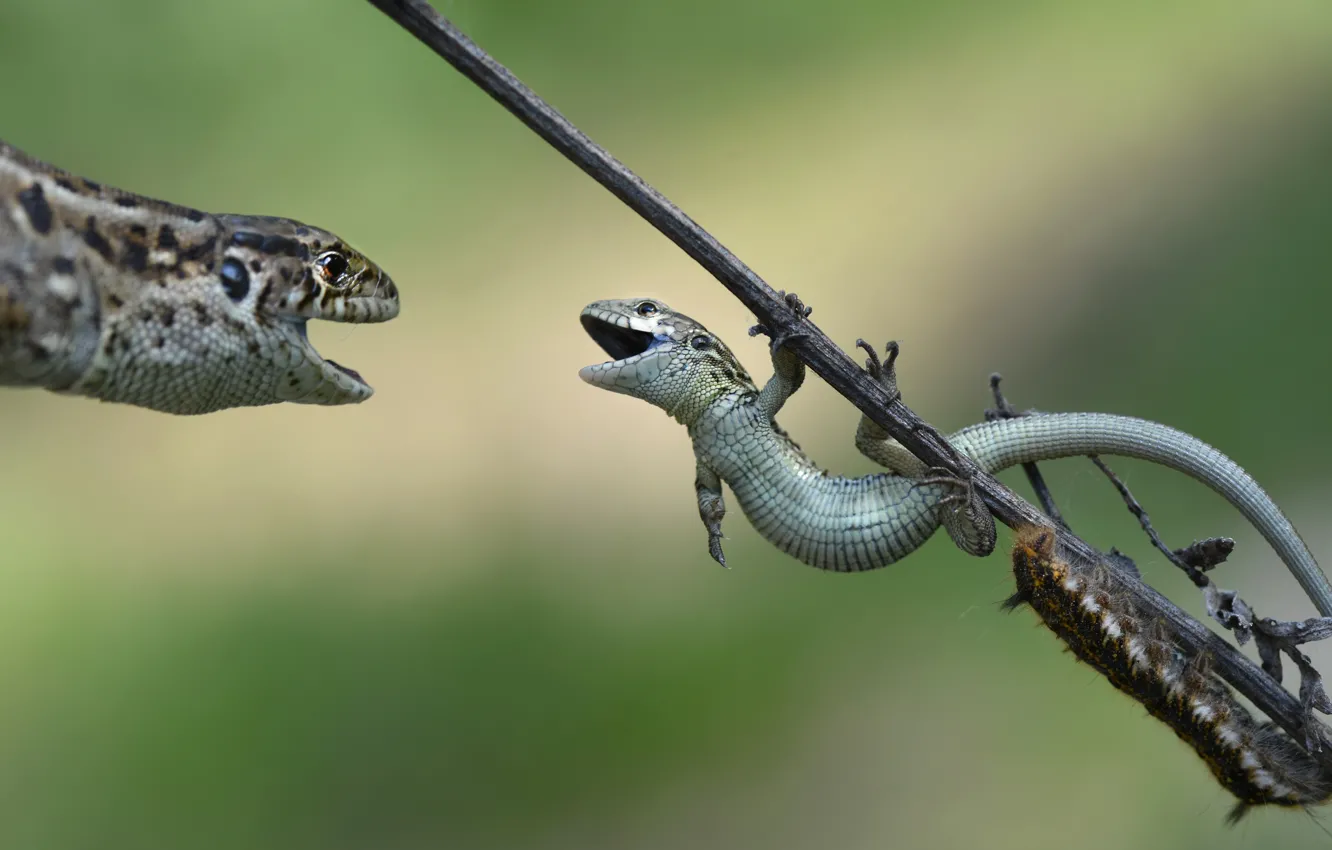 Photo wallpaper caterpillar, branches, nature, lizard