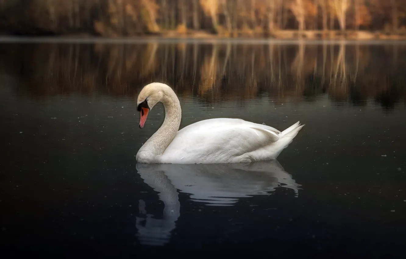 Photo wallpaper lake, bird, Swan