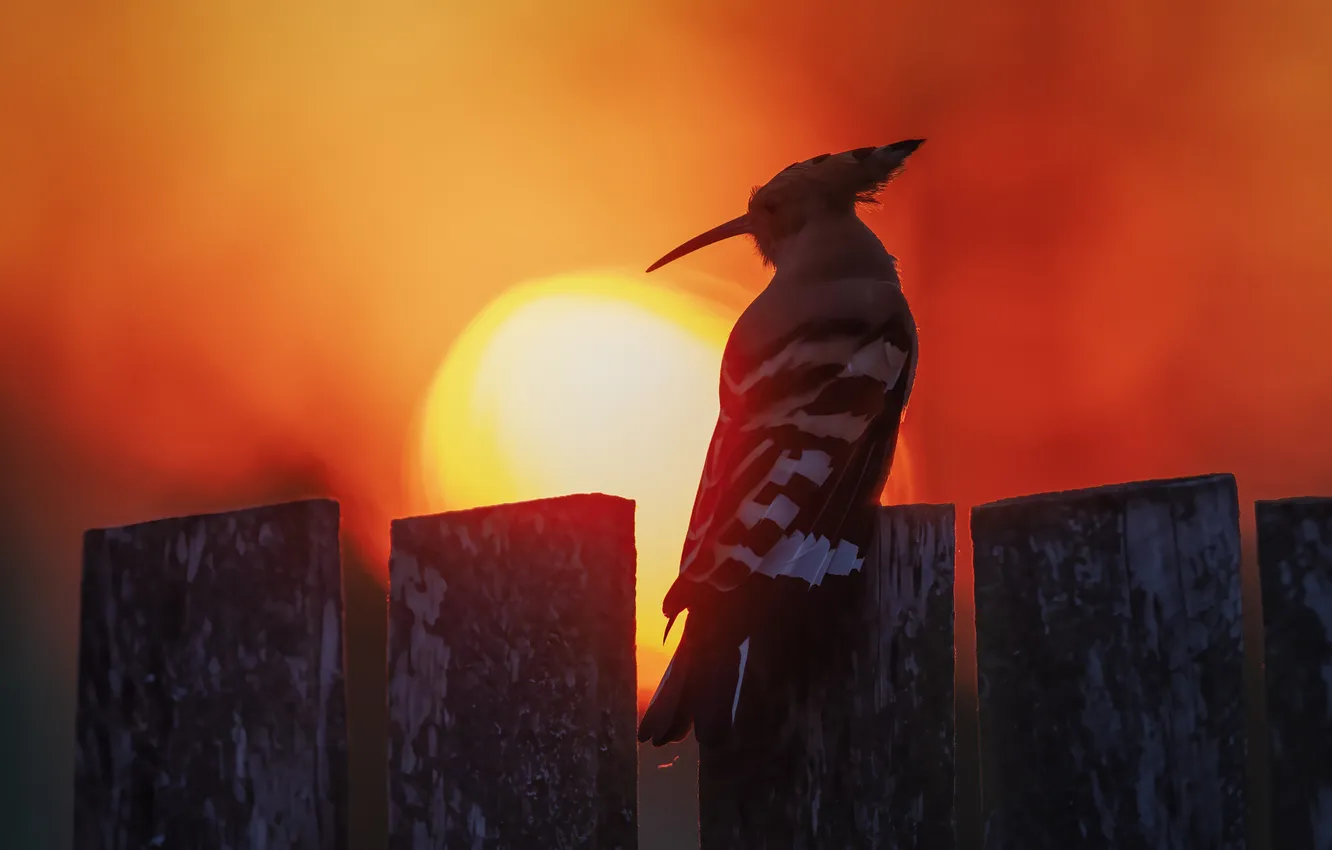 Photo wallpaper the sky, the sun, sunset, bird, Board, the fence, hoopoe