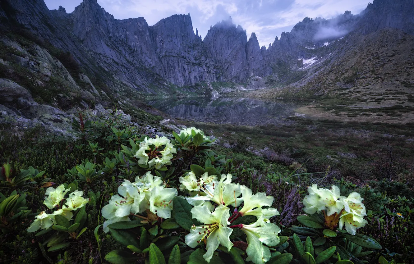 Photo wallpaper flowers, mountains, Azalea, rhododendrons