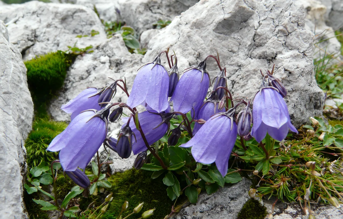 Photo wallpaper greens, flowers, stones, bells, field, lilac