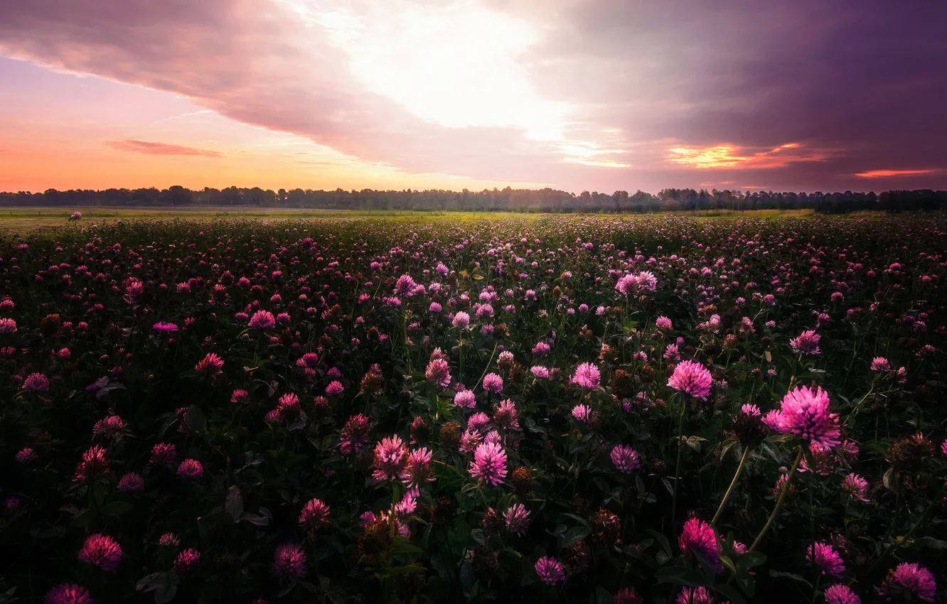 Photo wallpaper field, the sky, clouds, sunset, flowers, pink, the evening, meadow