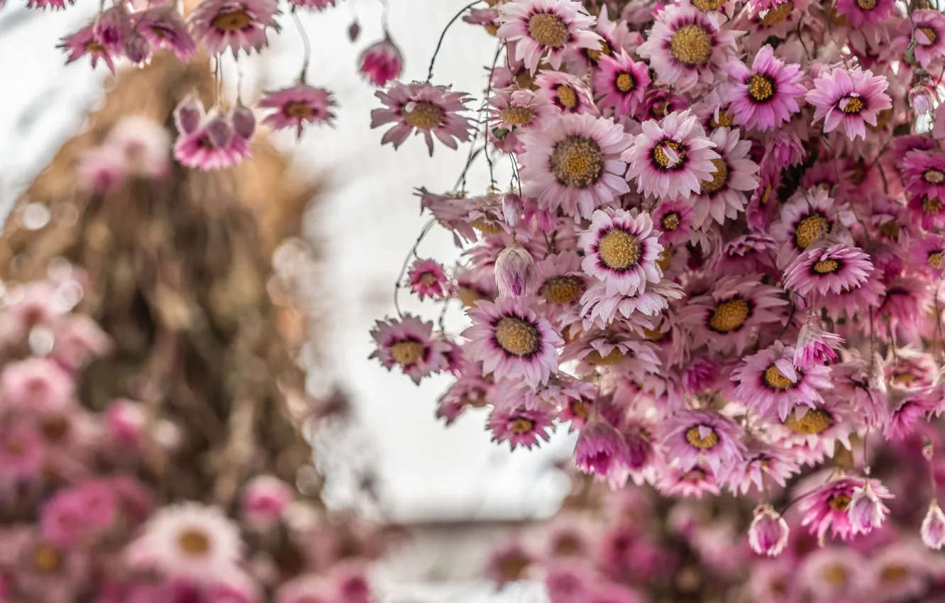 Photo wallpaper flowers, bouquet, pink, a lot, hanging, bokeh, Dry, dried