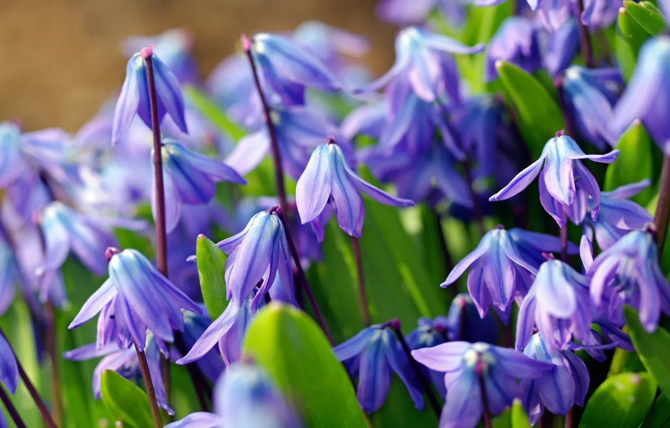 Photo wallpaper macro, blue, spring, primrose, Scilla