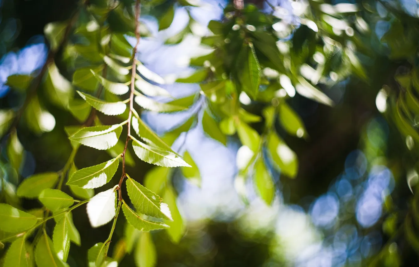 Photo wallpaper leaves, trees, branches