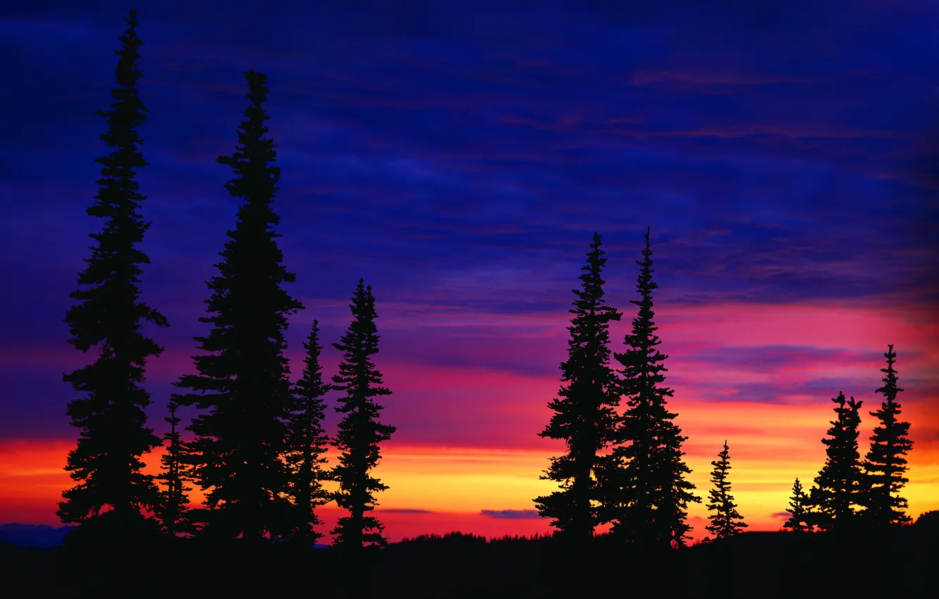 Photo wallpaper the sky, clouds, landscape, sunset, Wallpaper, spruce, the evening, dawn