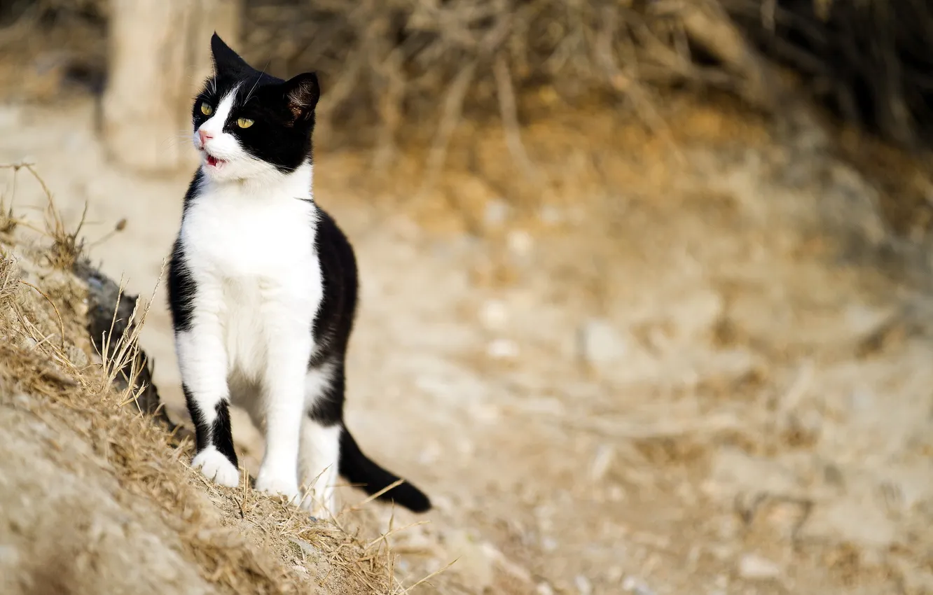 Photo wallpaper cat, nature, background