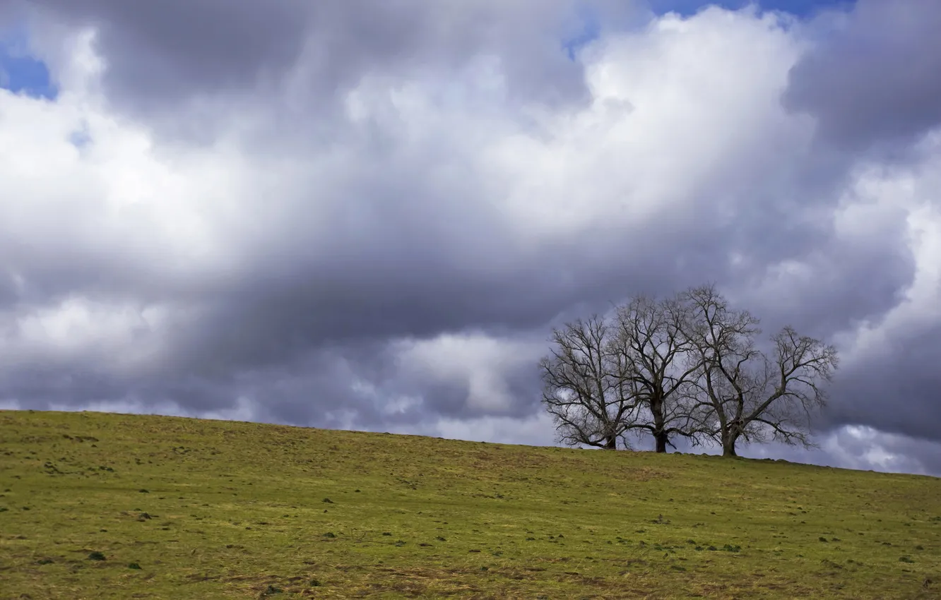 Photo wallpaper field, the sky, trees, landscape