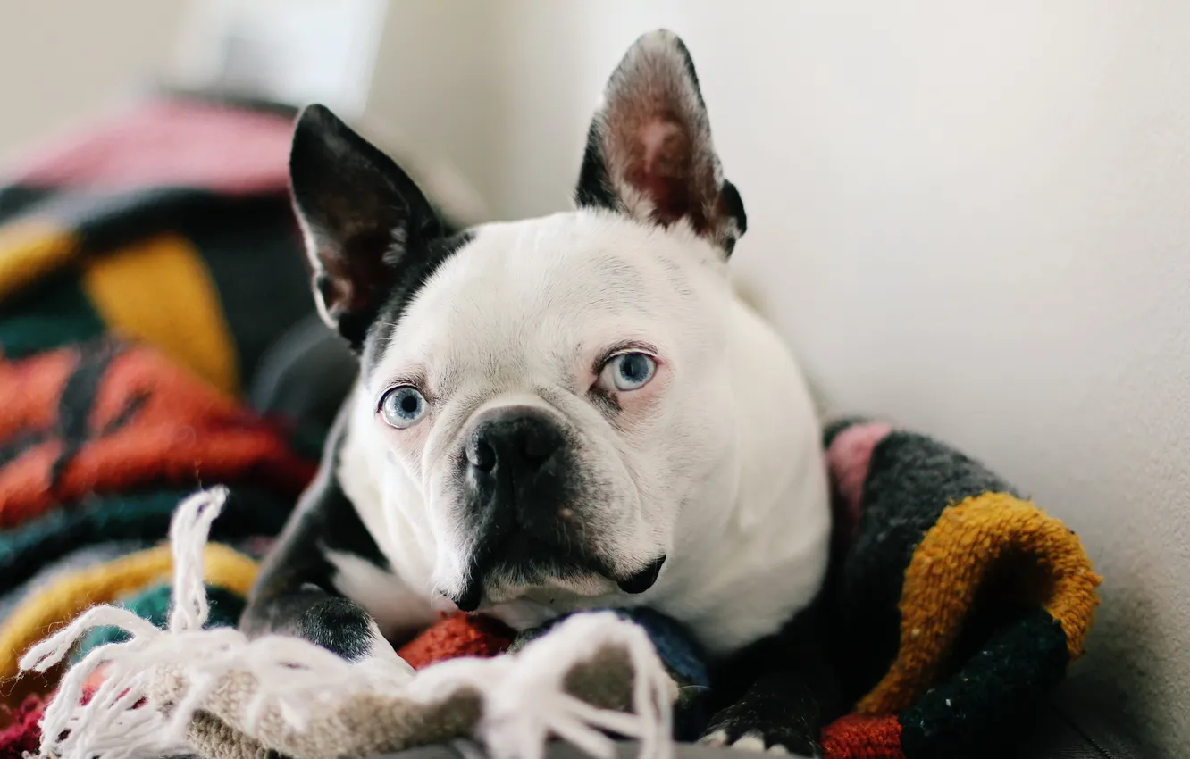 Photo wallpaper look, home, dog