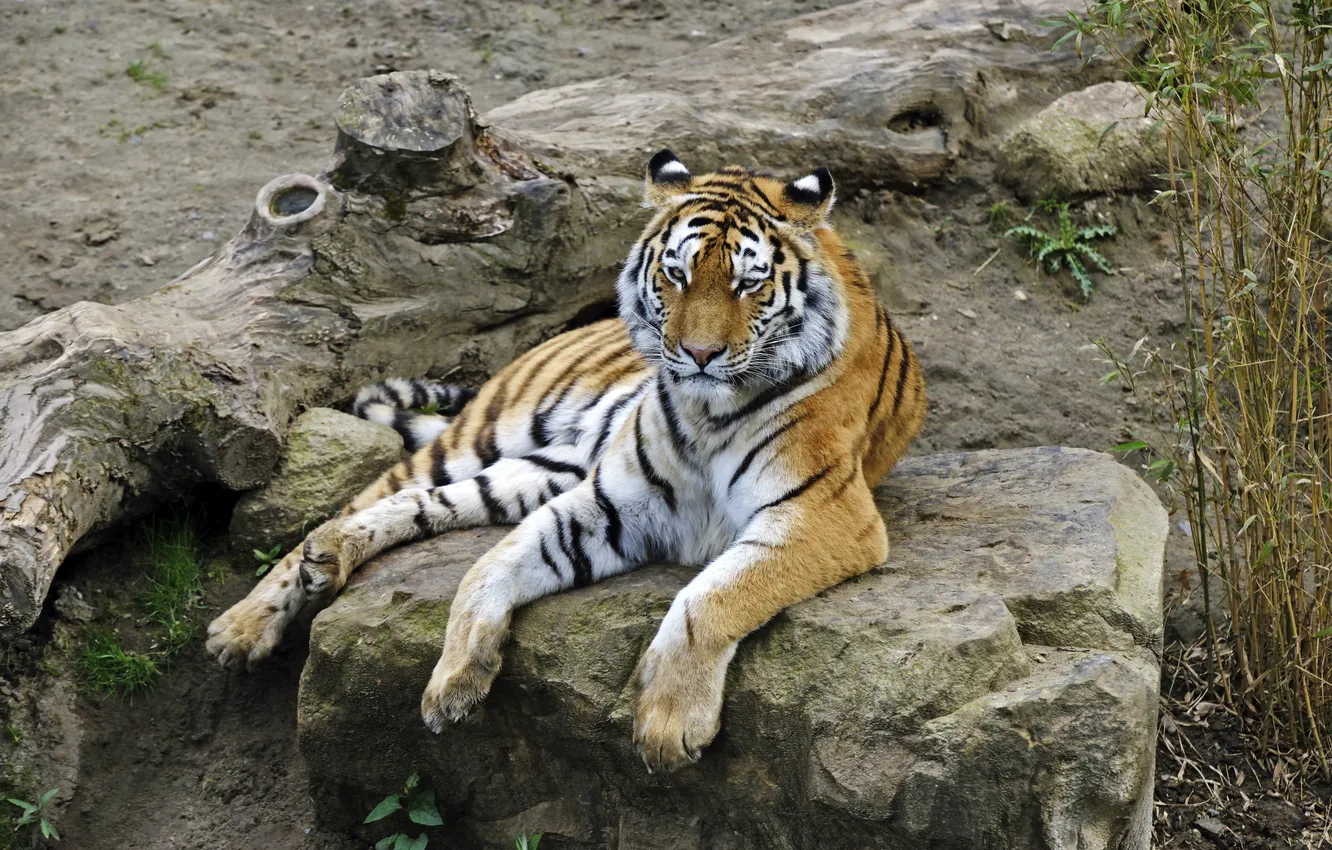 Photo wallpaper cat, tiger, stay, stone, log, Amur