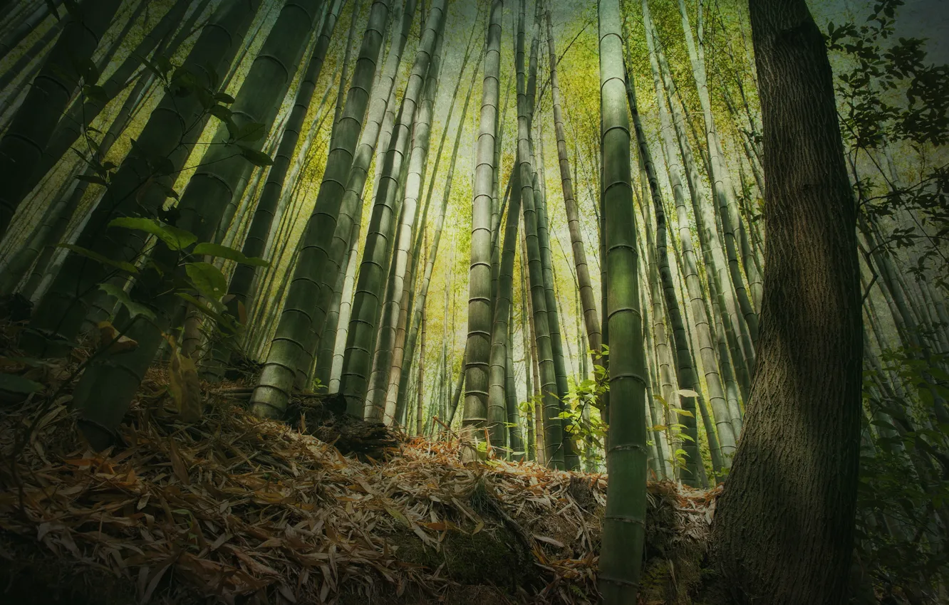 Photo wallpaper forest, height, bamboo