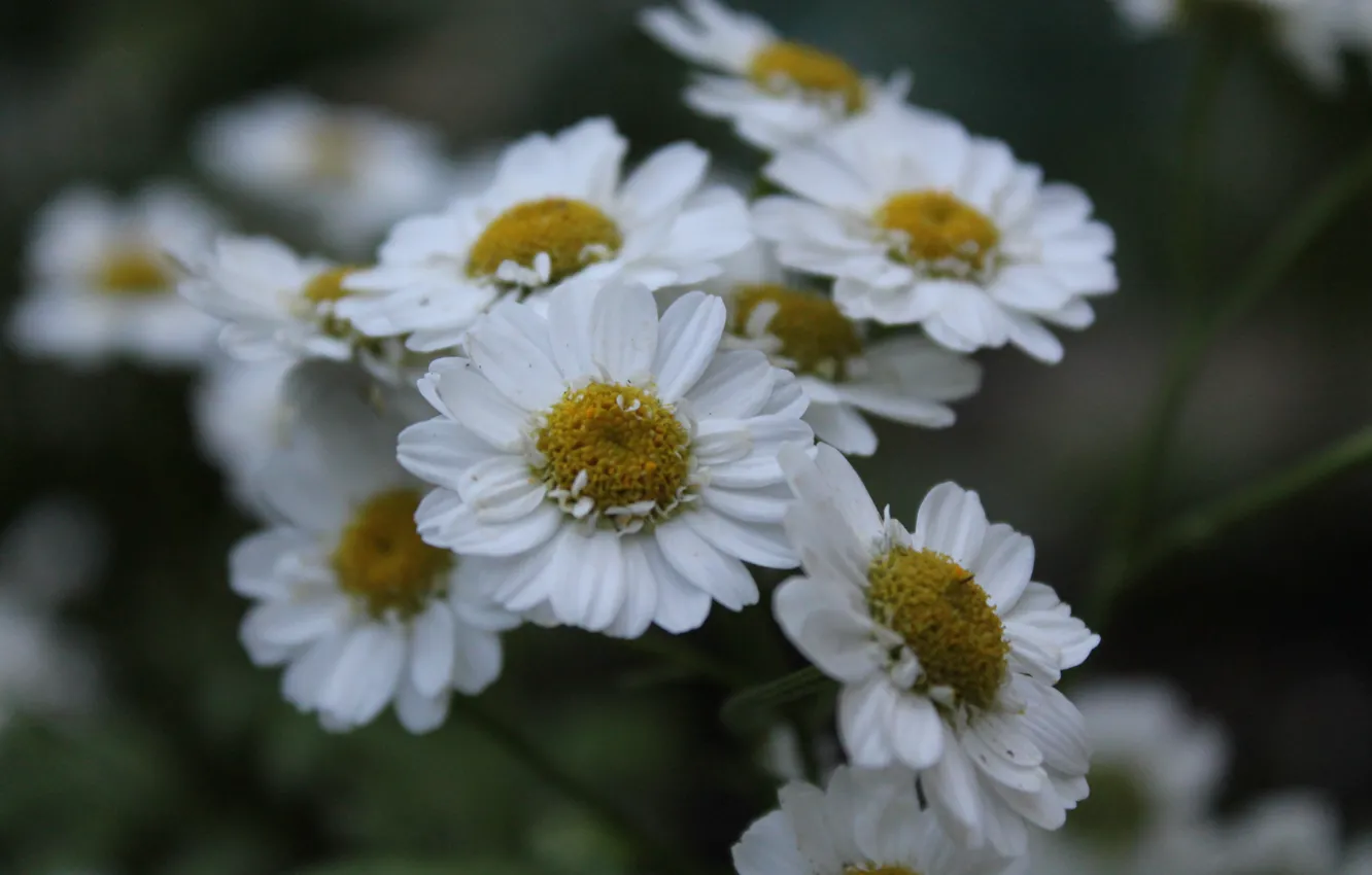 Photo wallpaper white, summer, grass, flowers, chamomile, June, 2016