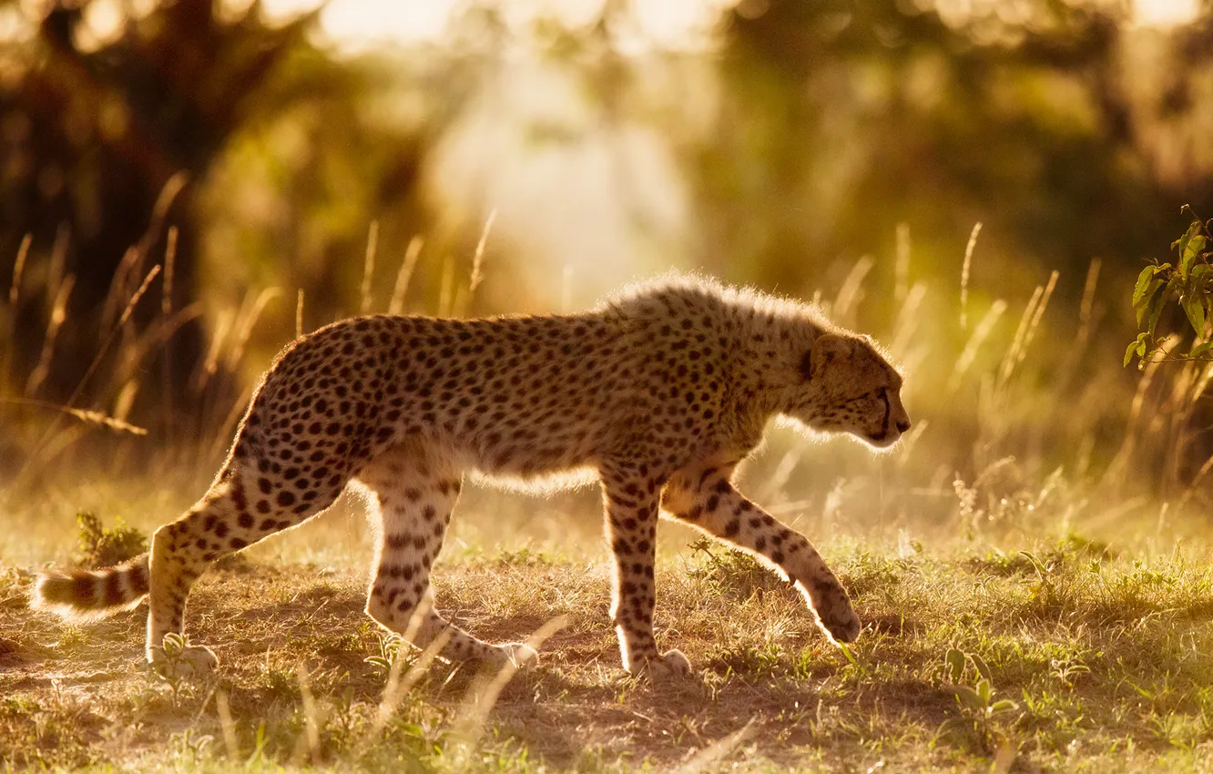 Photo wallpaper field, grass, light, Cheetah, profile, walk, blur, bokeh