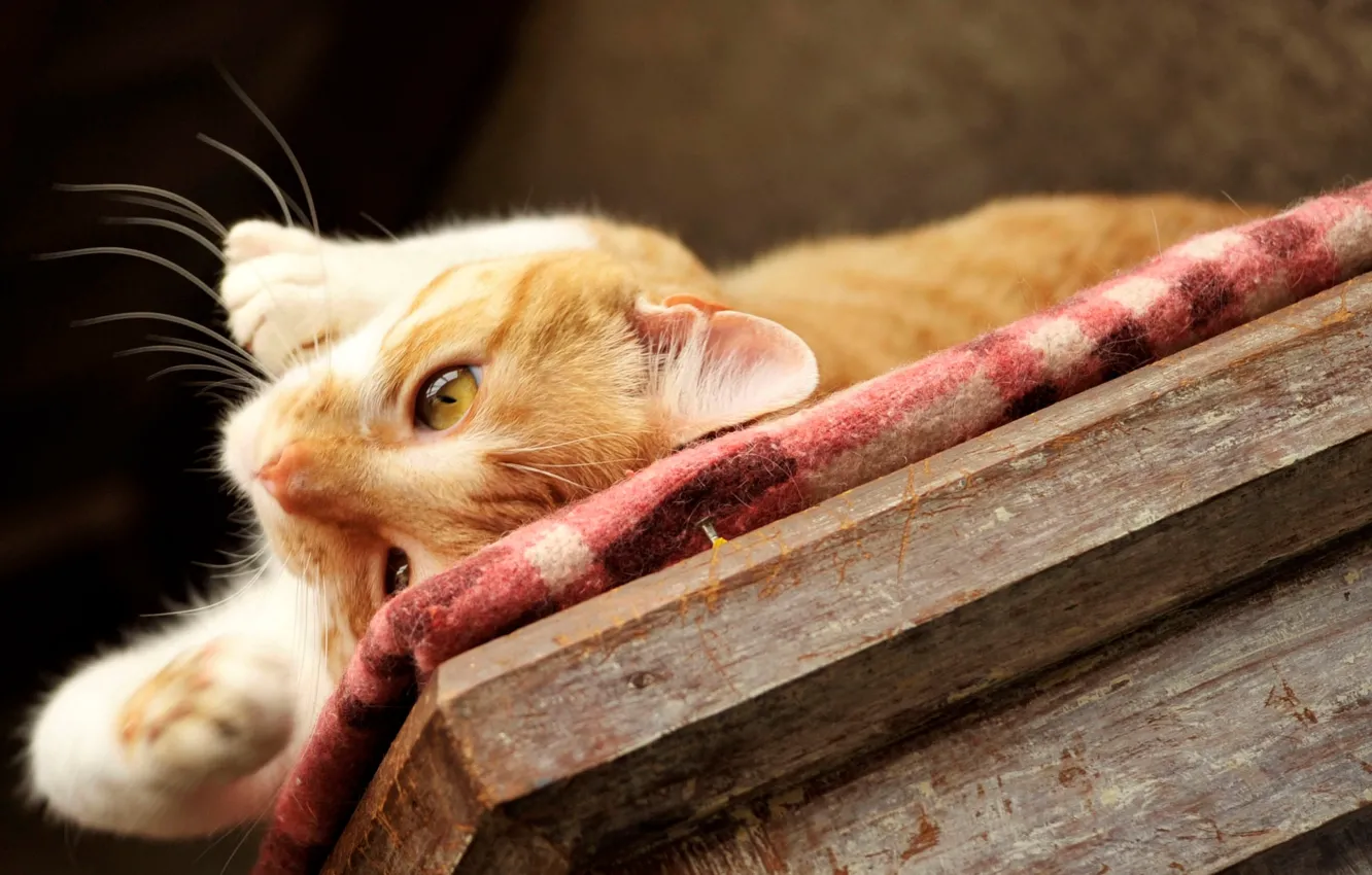 Photo wallpaper cat, cat, mustache, table, legs, lies, red, lazy