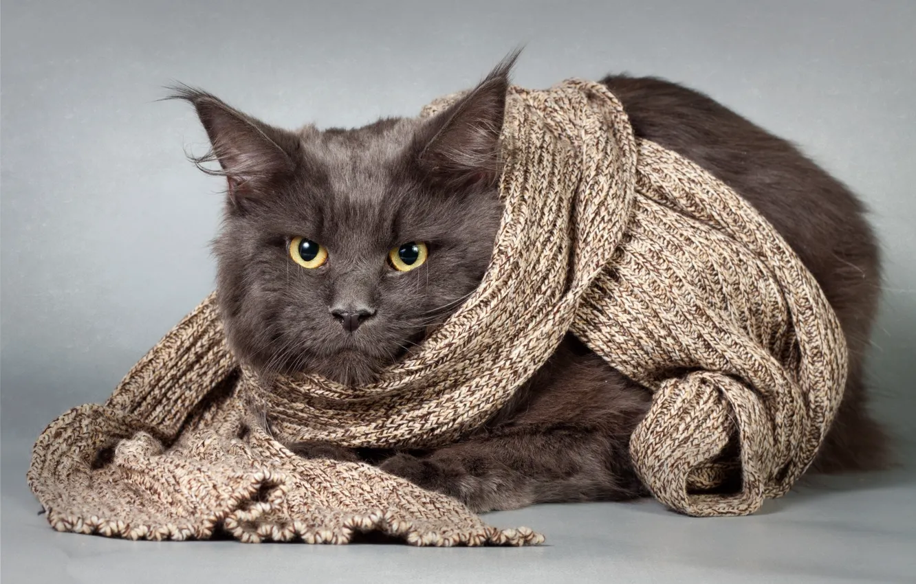Photo wallpaper cat, look, black, scarf