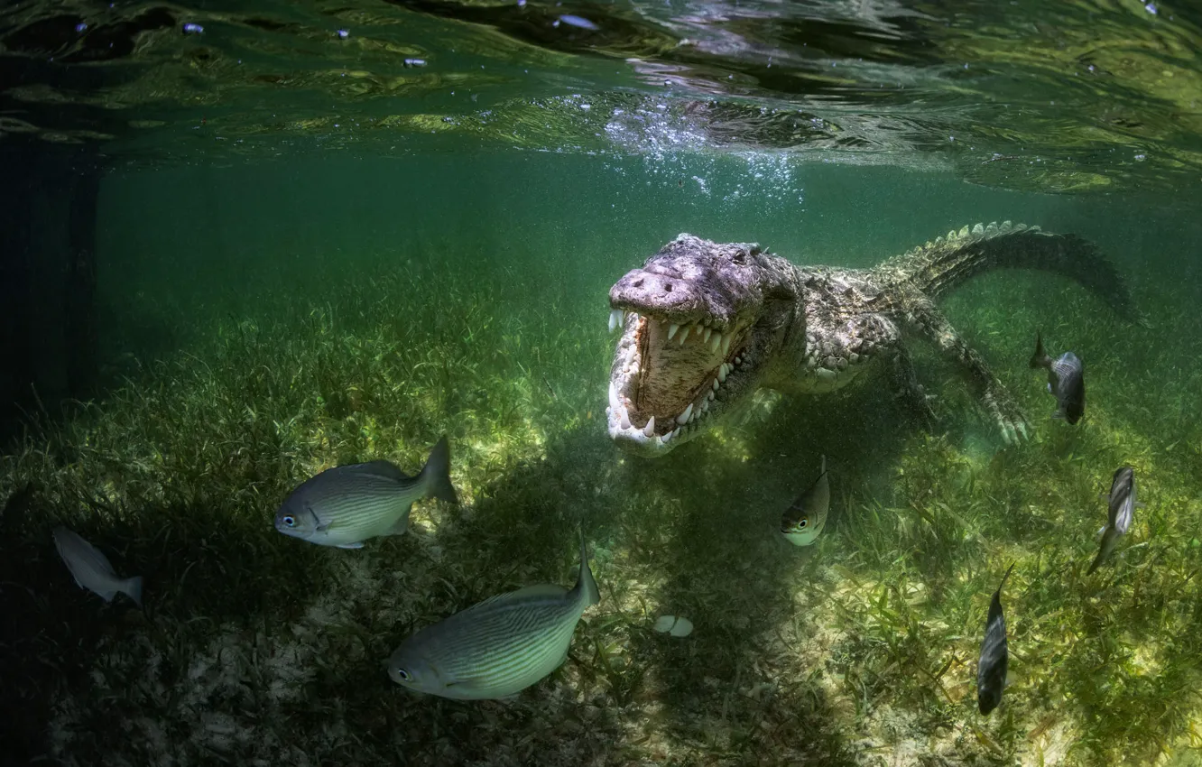Photo wallpaper river, fishing, fish, predator, crocodile, mouth, under water, pond