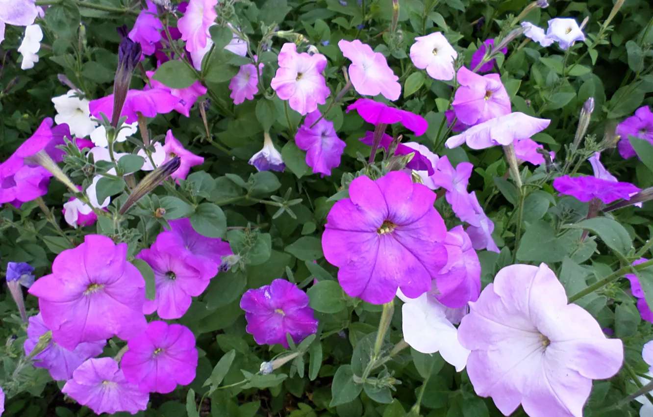 Photo wallpaper summer, Petunia, July