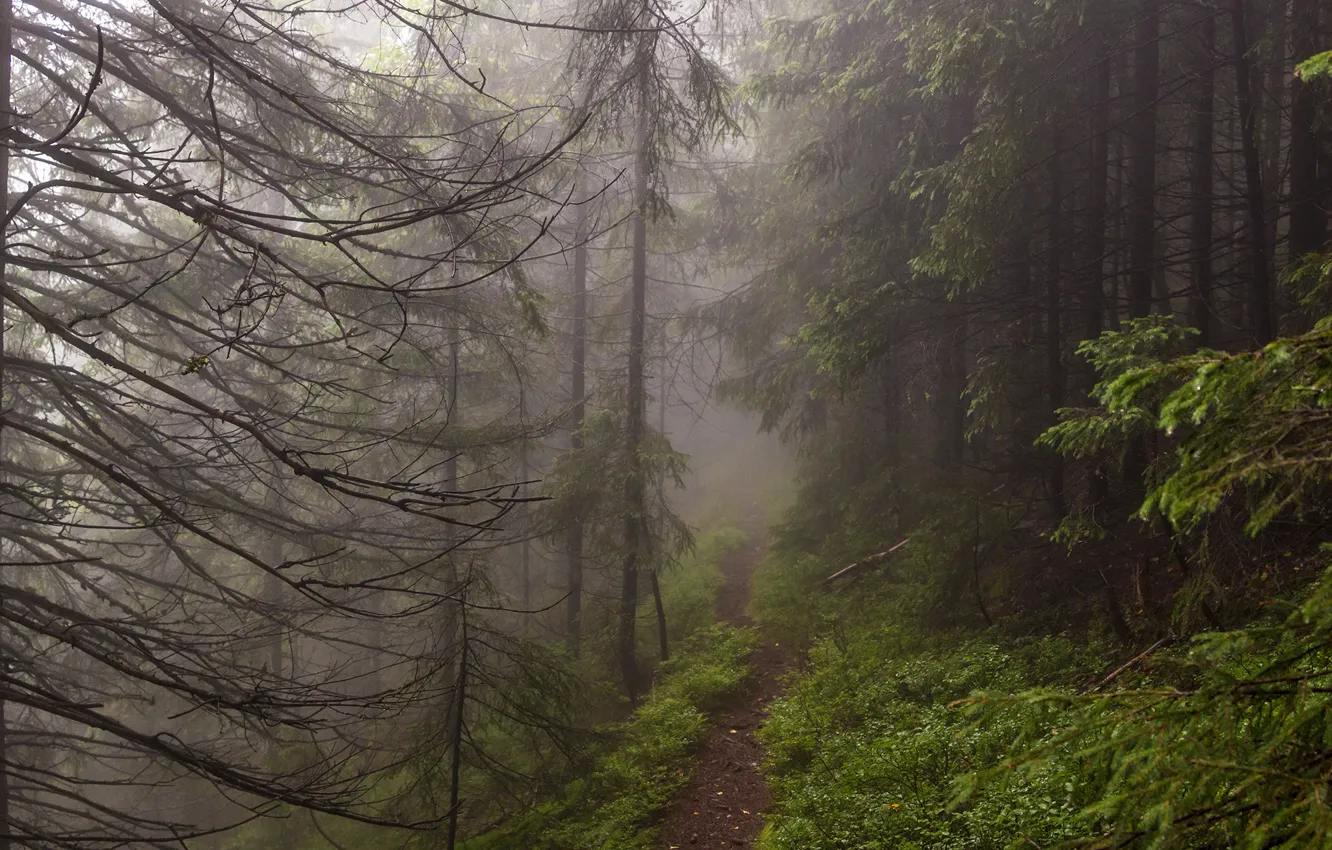 Photo wallpaper forest, trees, nature, fog, path