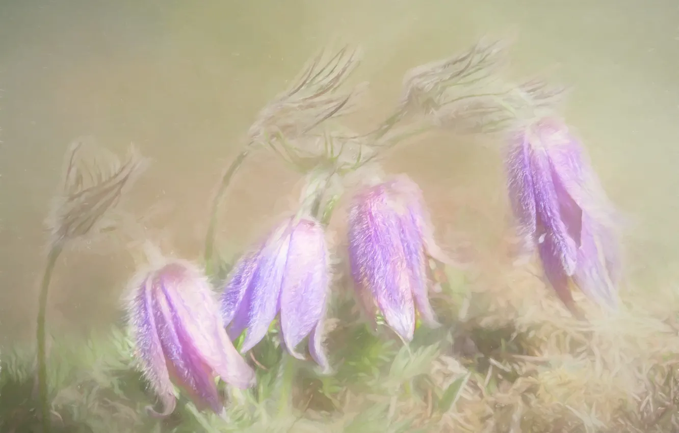 Photo wallpaper flowers, spring, cross