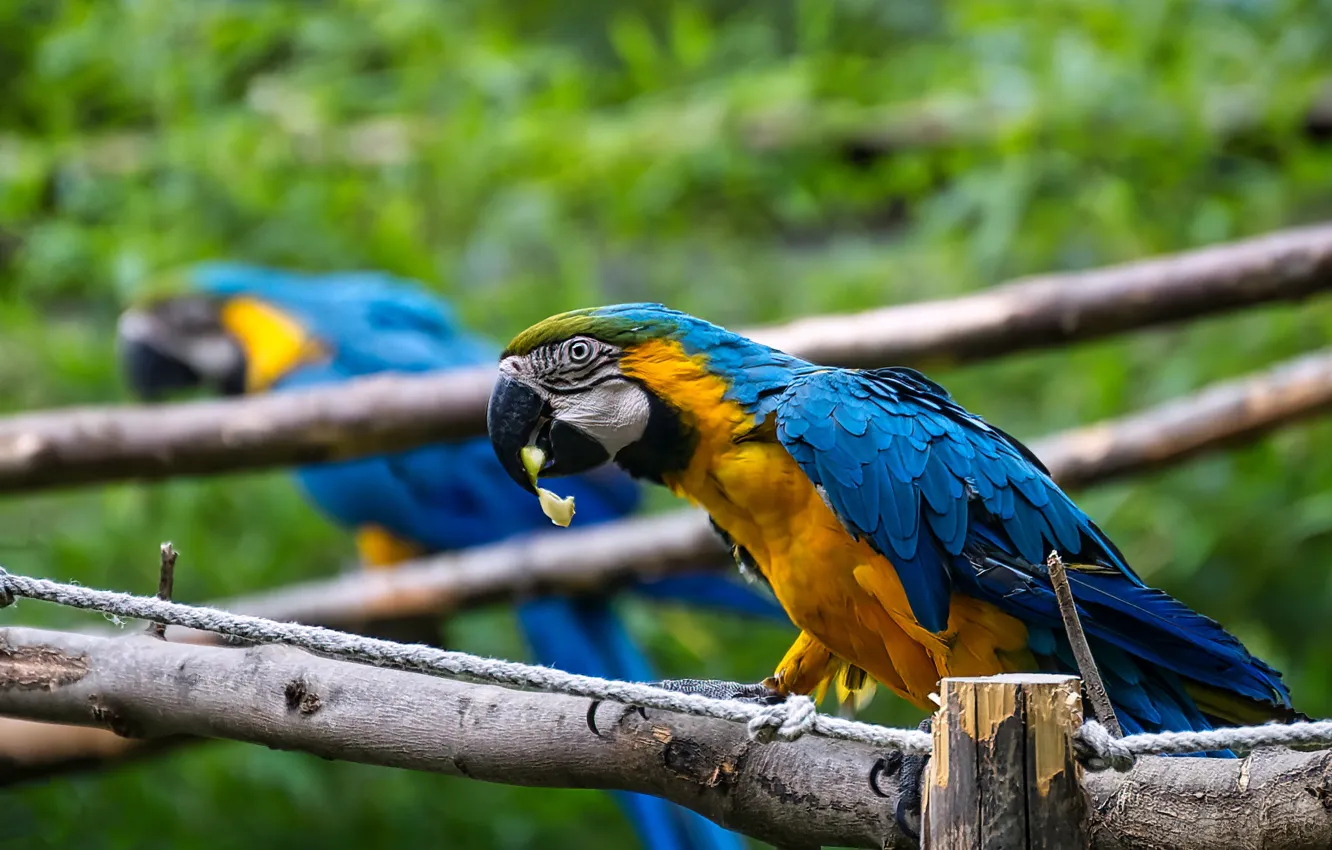 Photo wallpaper branches, bird, parrot, Ara