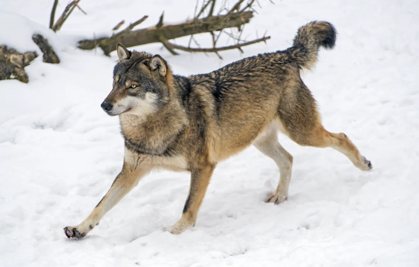 Photo wallpaper predator, running, grey wolf