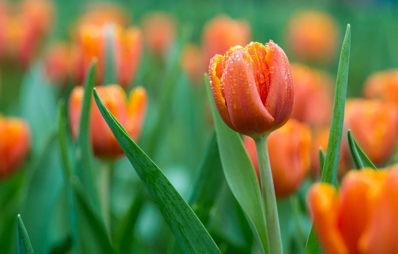 Photo wallpaper orange, tulips, buds