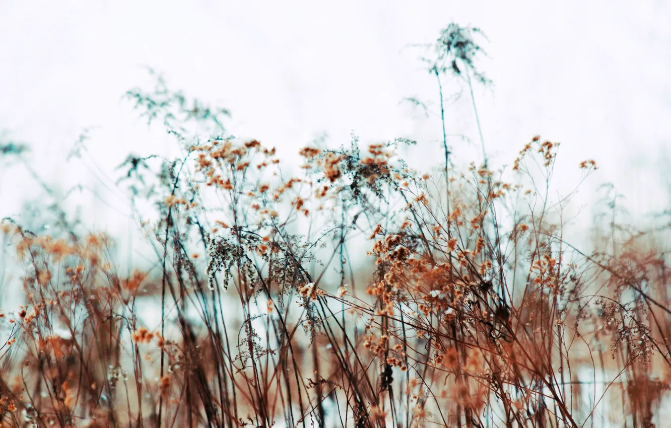 Photo wallpaper grass, macro, background