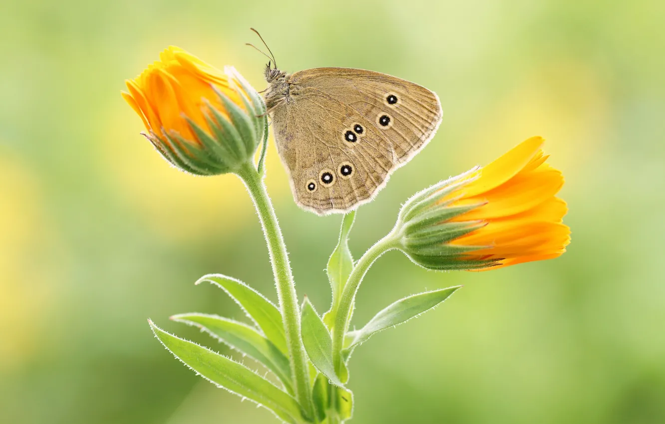 Photo wallpaper flowers, butterfly, butterfly