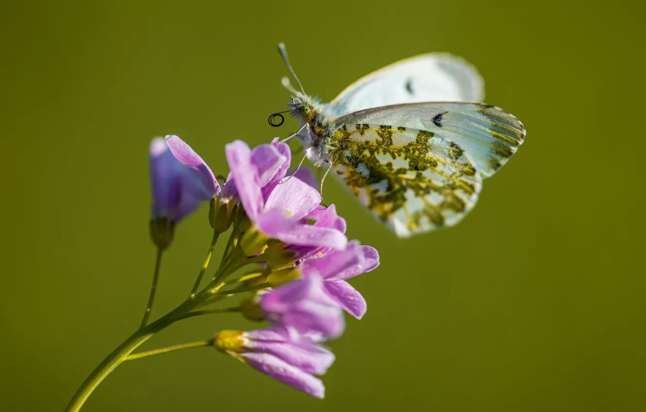 Photo wallpaper flowers, butterfly, Aurora, dawn