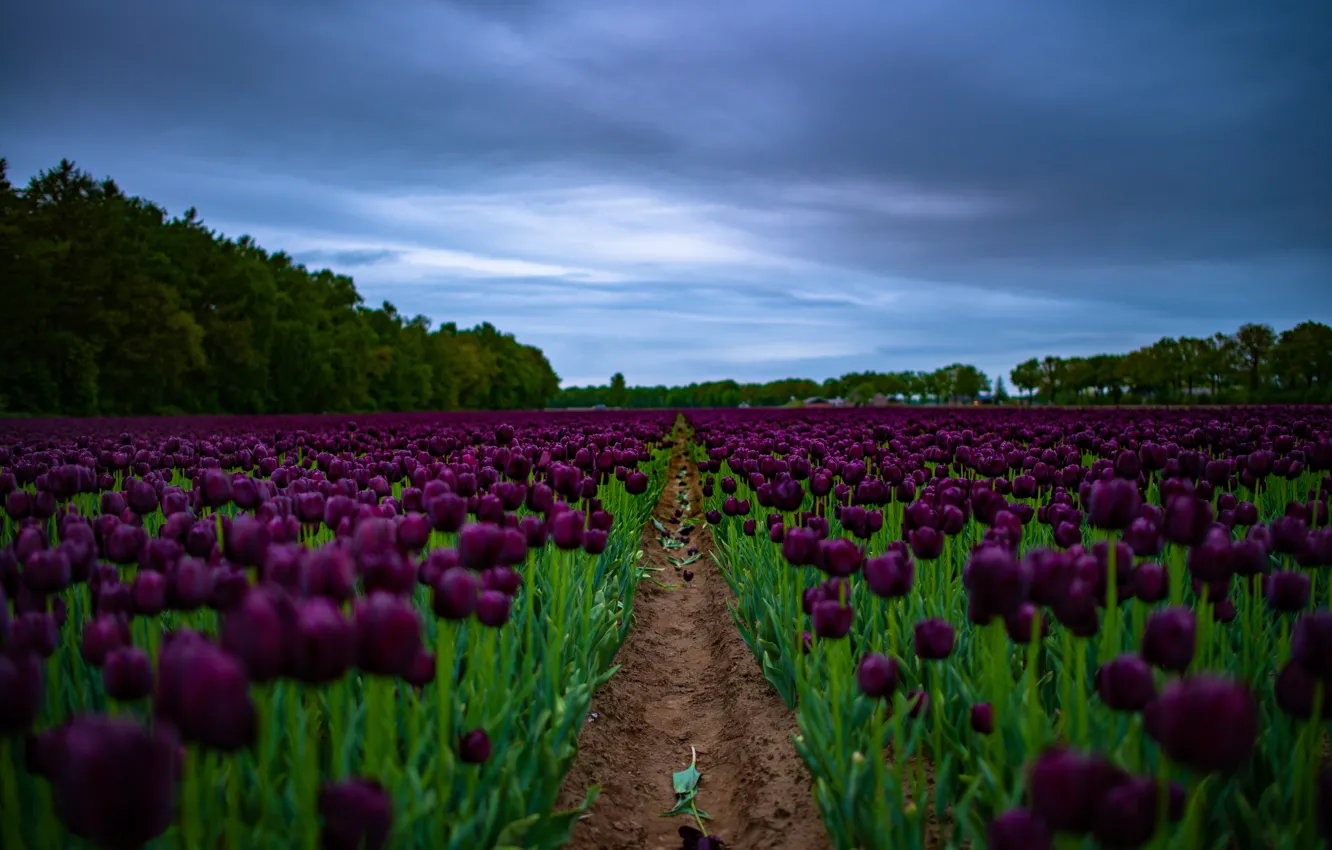 Photo wallpaper field, purple, the sky, clouds, trees, flowers, blue, spring