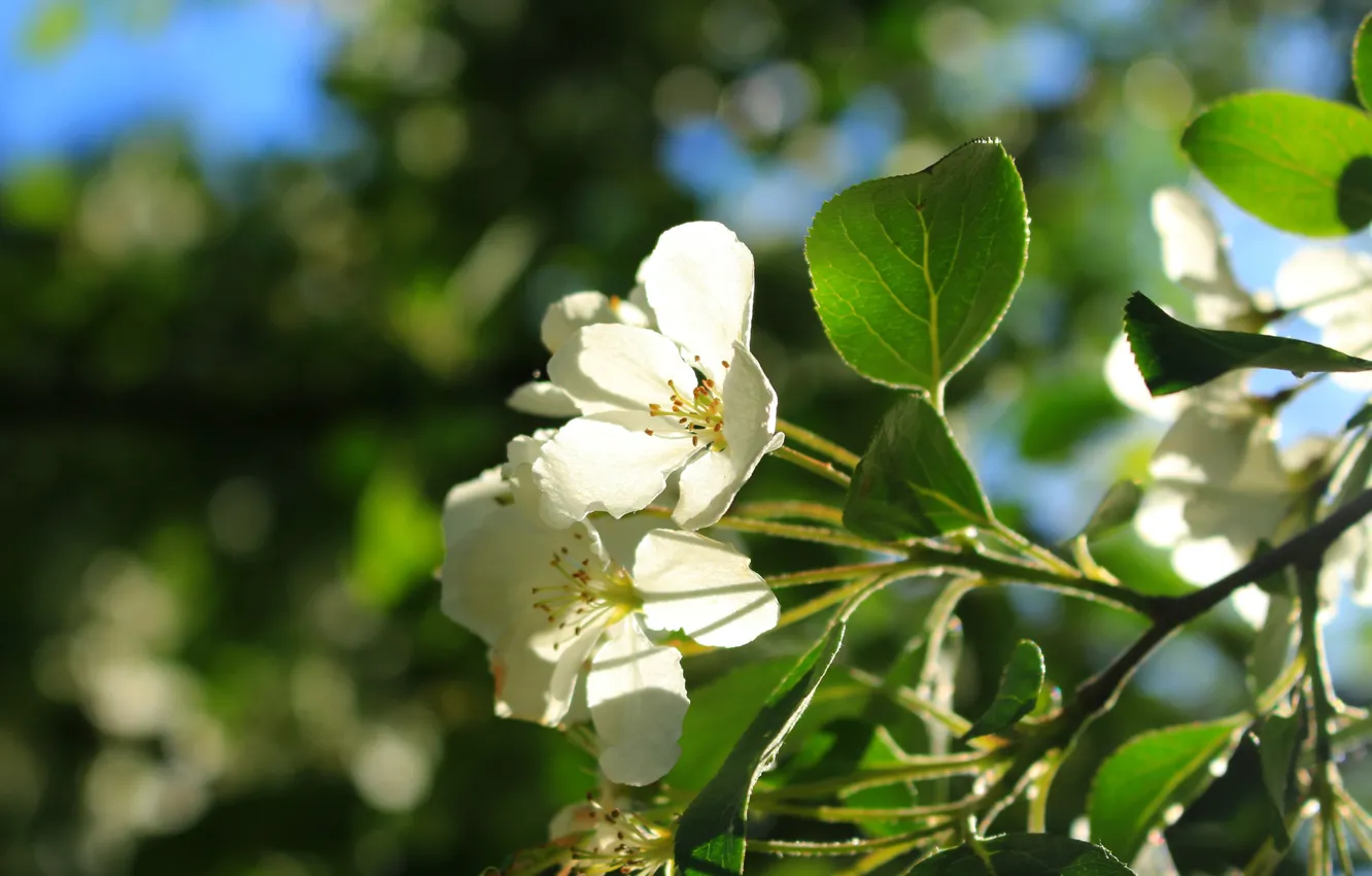 Photo wallpaper greens, the sky, the sun, spring, flowering, Sunny mood