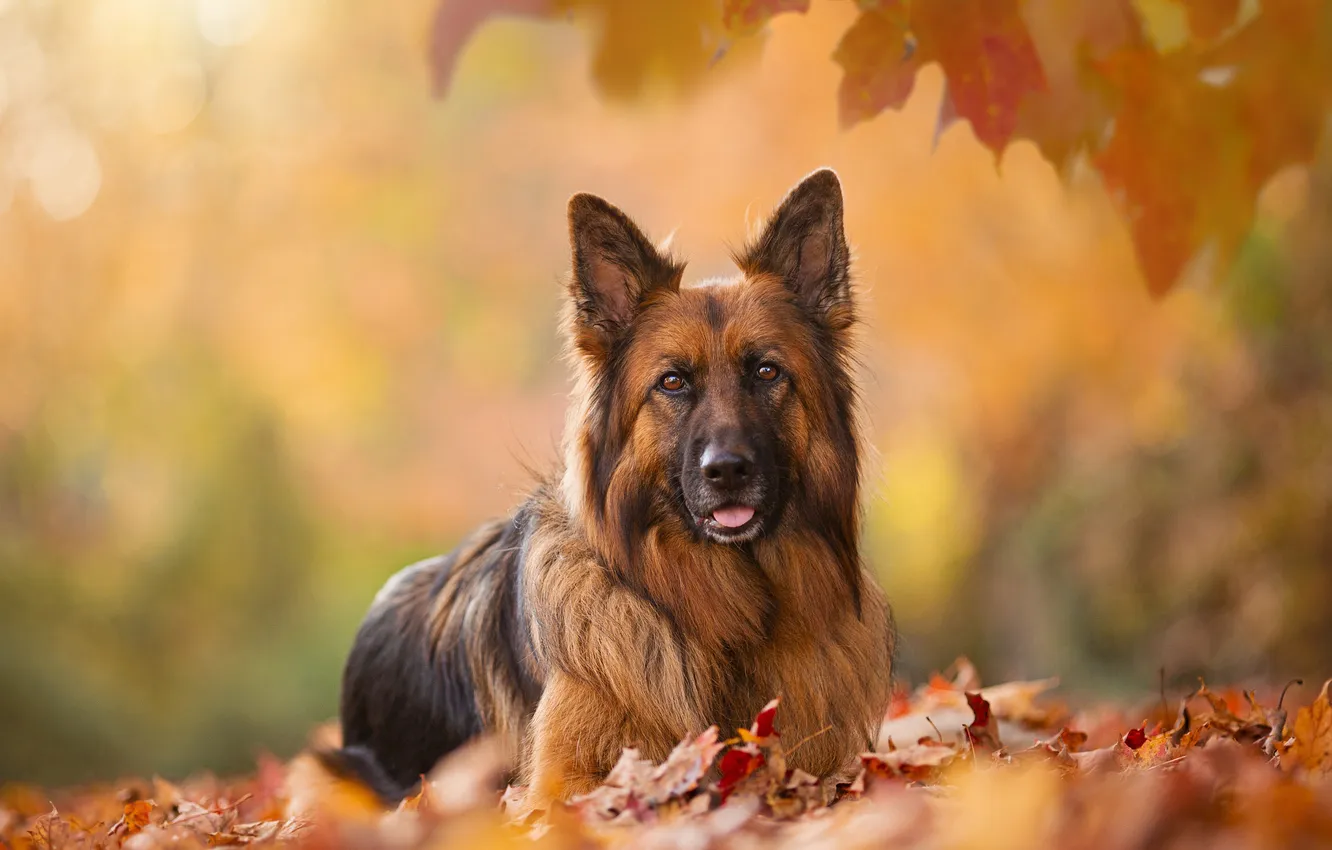 Photo wallpaper autumn, look, nature, Park, foliage, dog, German shepherd, • face