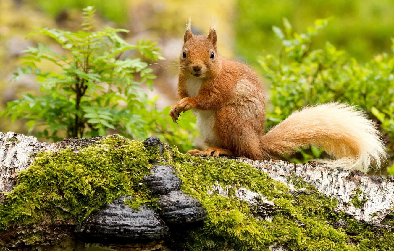 Photo wallpaper trees, vegetation, moss, protein, tail