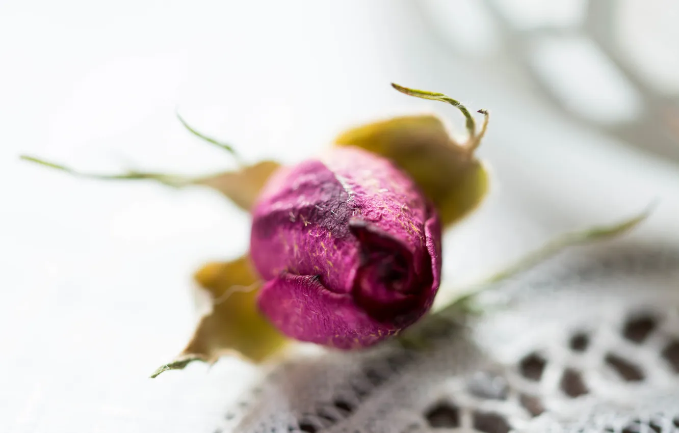 Photo wallpaper flowers, background, roses