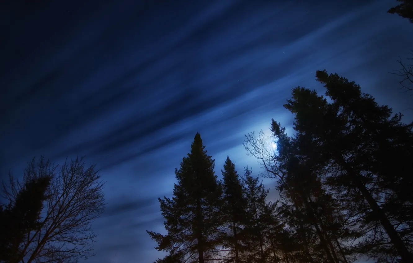 Photo wallpaper the sky, trees, landscape, night
